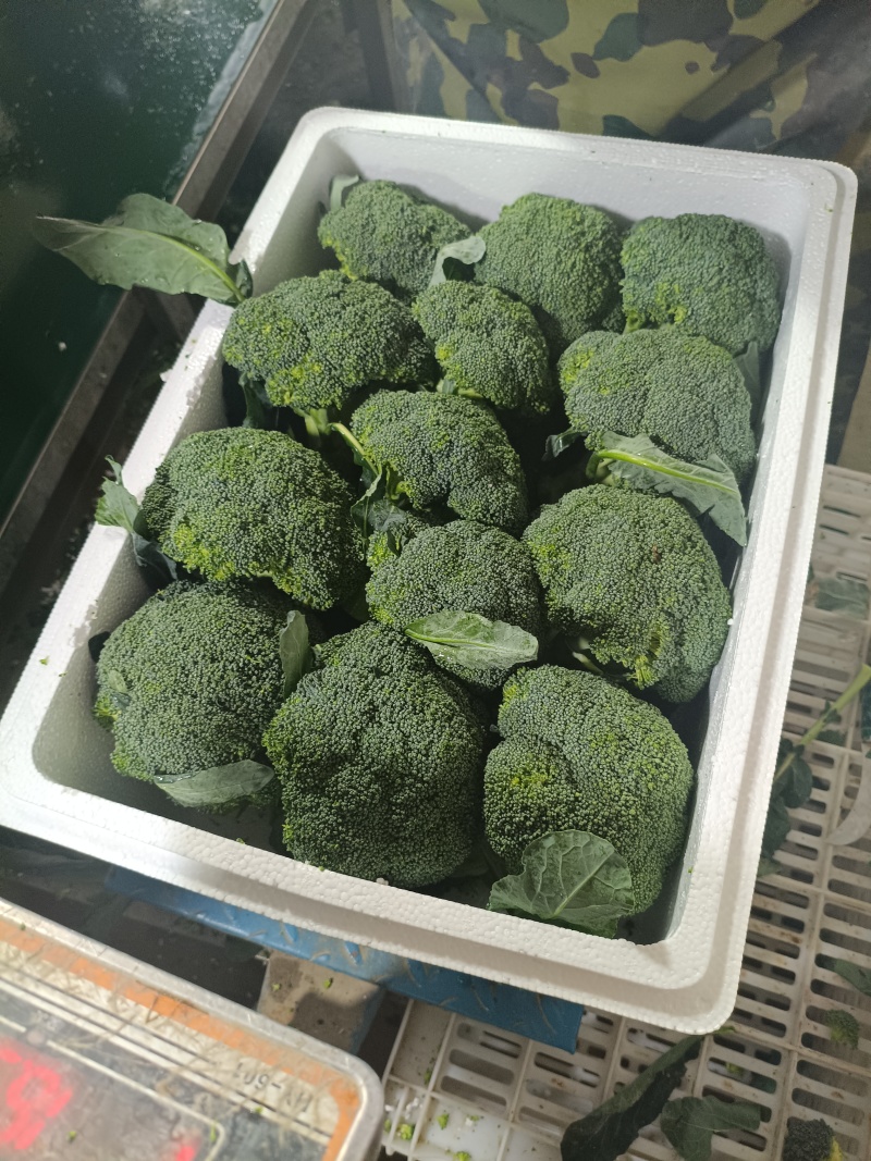 西蓝花电商品质商超大米粒西蓝花新鲜直发货源产地两指四指切