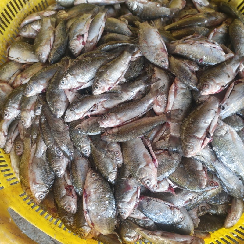 鲫鱼