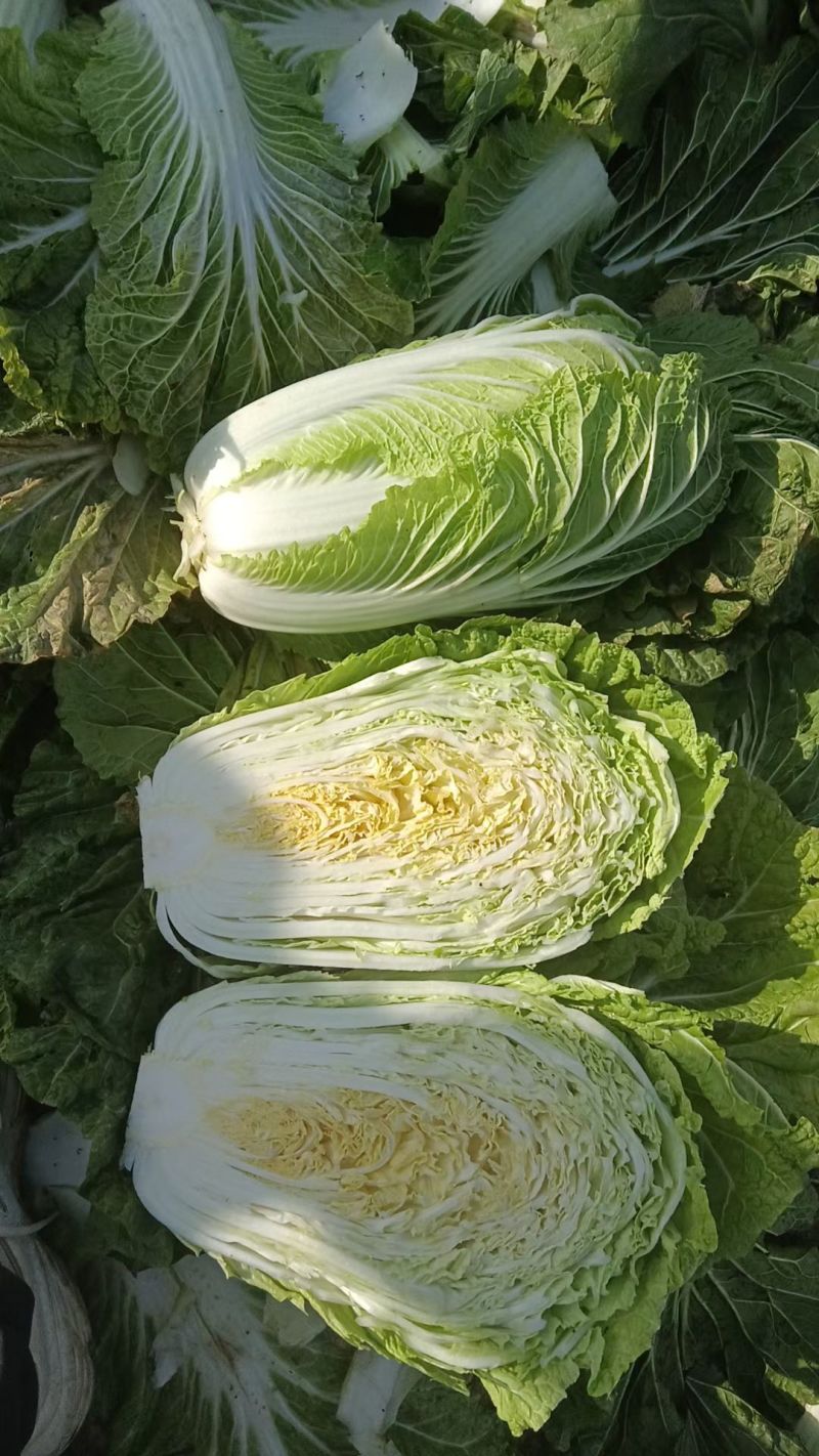 【甄选】优选黄心大白菜√产地直发√可视频√量大从优√
