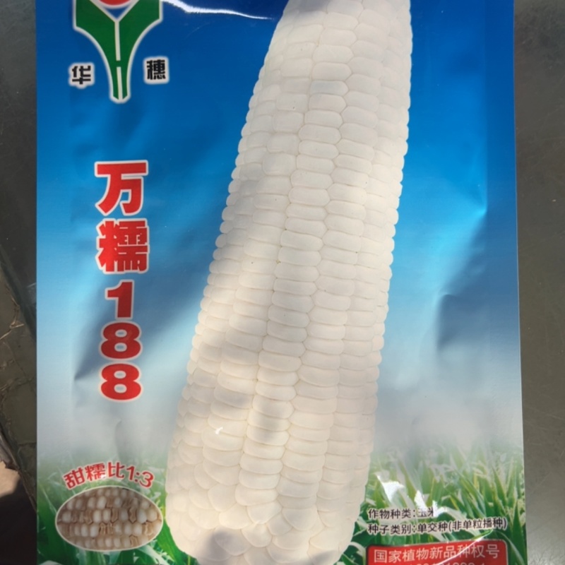 华穗万糯188玉米种子大棒甜加糯口感好