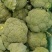 西蓝花电商品质商超大米粒西蓝花新鲜直发货源产地两指四指切