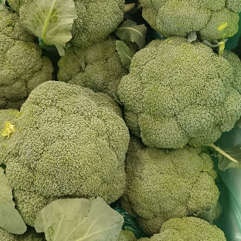 西蓝花电商品质商超大米粒西蓝花新鲜直发货源产地两指四指切
