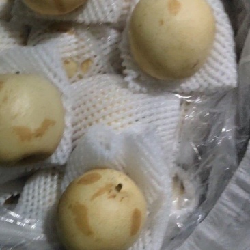 二级皇冠梨