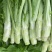 四川特色棒菜大量上市量大从优欢迎选购
