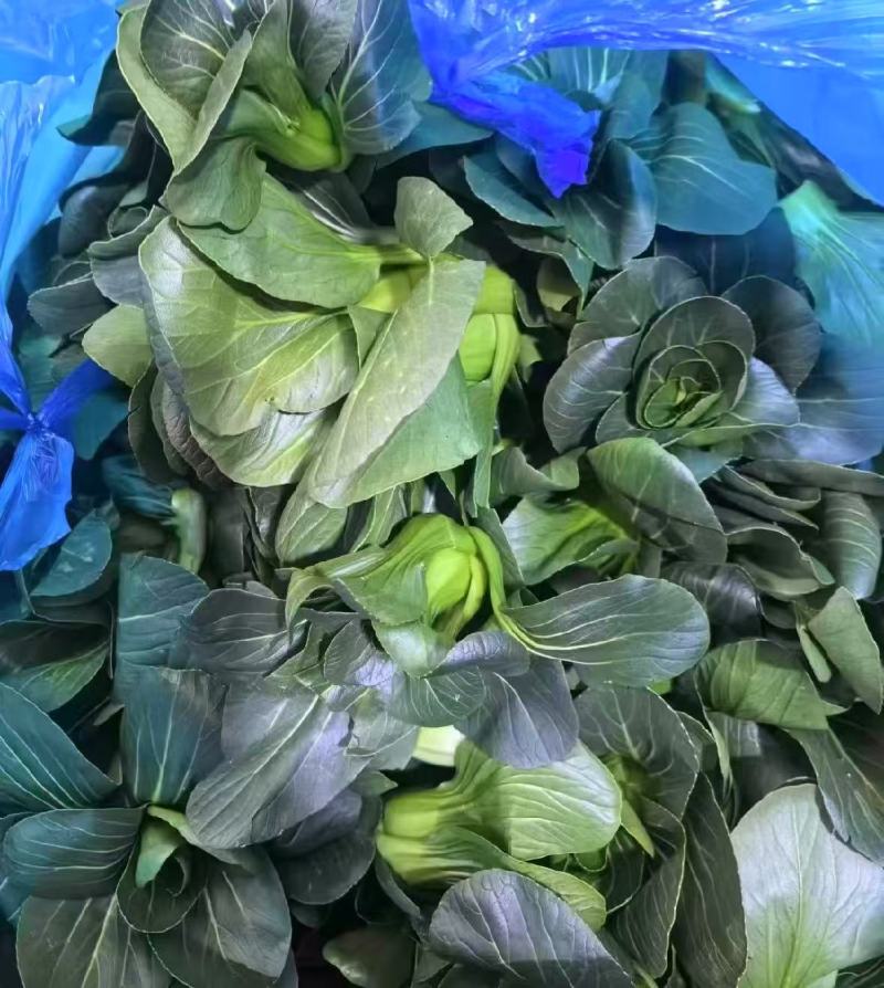 黑菜黑塔菜苏州青大量有货对接各大商超