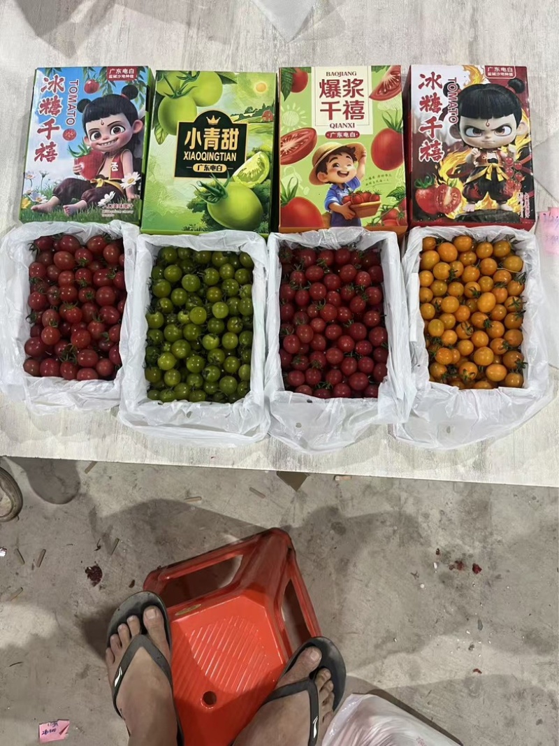 千禧黄圣女果红圣女果系列产品上市了。欢迎来电洽谈