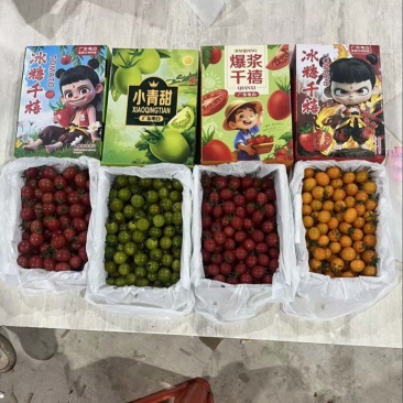 千禧黄圣女果红圣女果系列产品上市了。欢迎来电洽谈