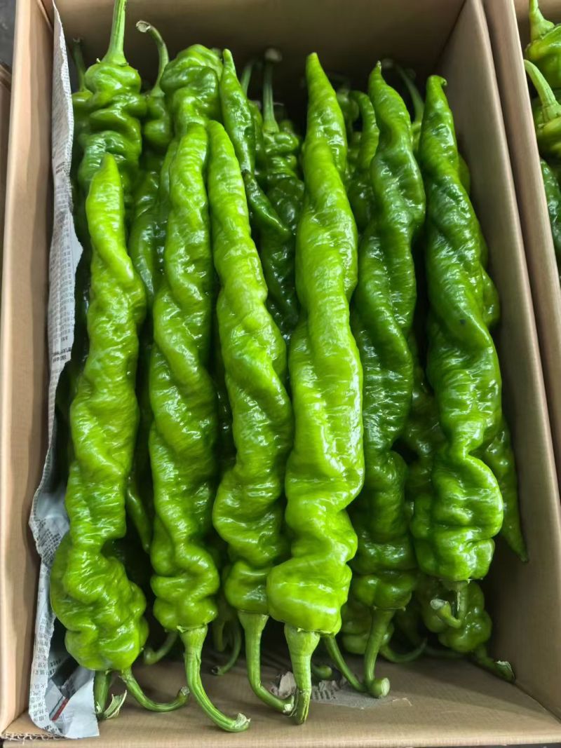 辣椒