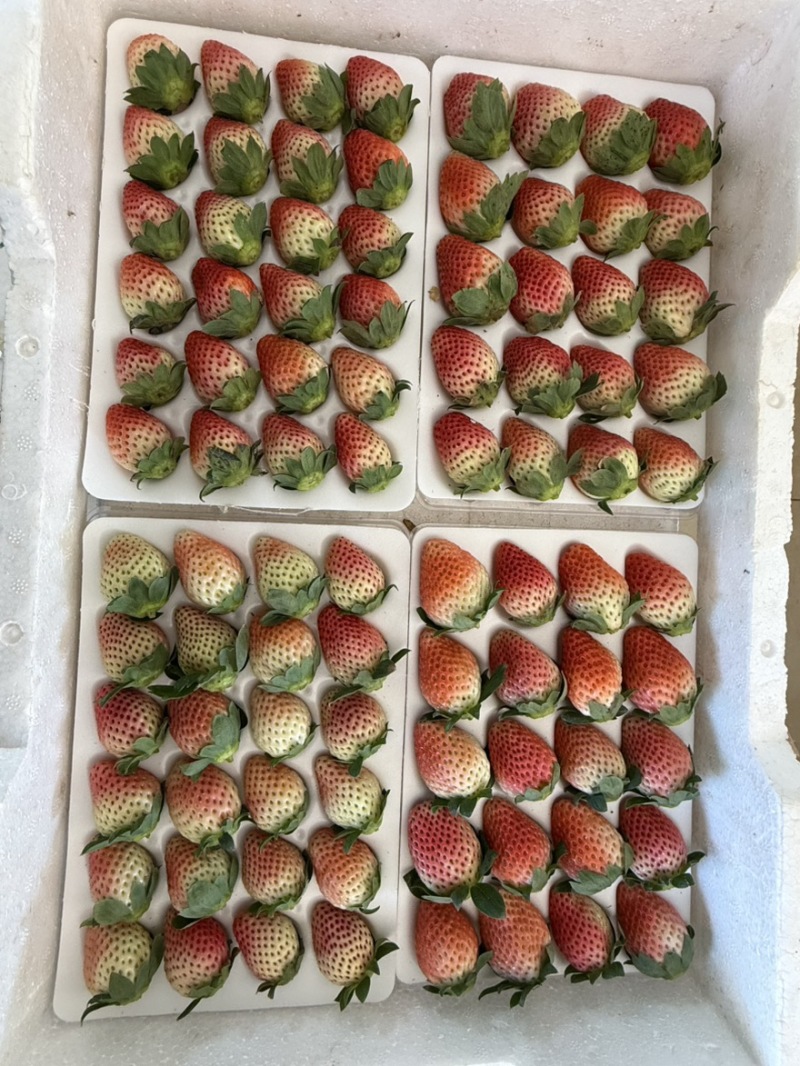 正宗大凉山德昌奶油草莓，新鲜应季水果孕妇酸甜水果，糖葫芦