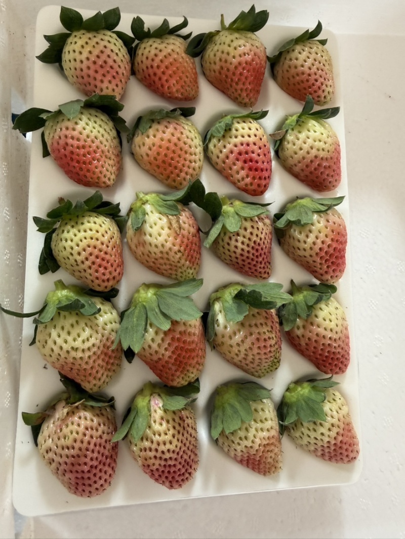 正宗大凉山德昌奶油草莓，新鲜应季水果孕妇酸甜水果，糖葫芦