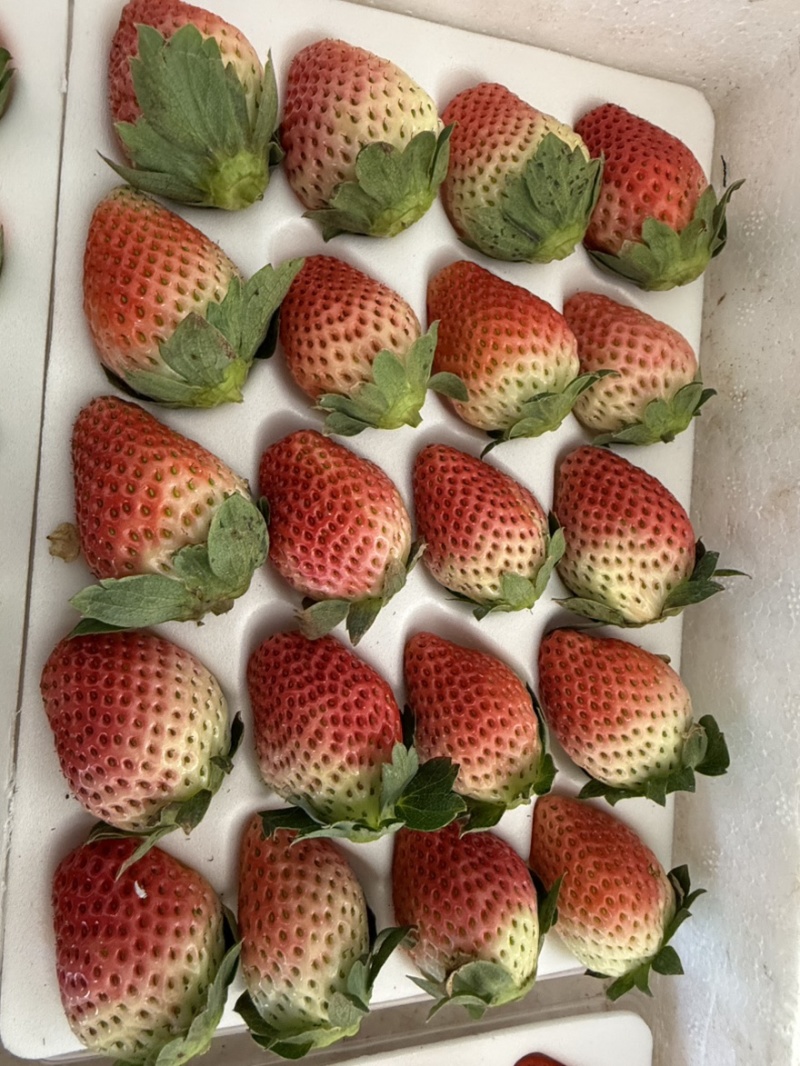 正宗大凉山德昌奶油草莓，新鲜应季水果孕妇酸甜水果，糖葫芦