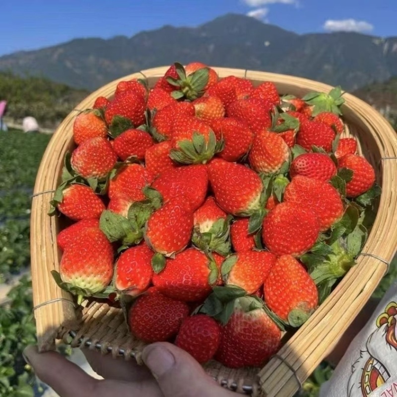 正宗大凉山德昌奶油草莓，新鲜应季水果孕妇酸甜水果，糖葫芦