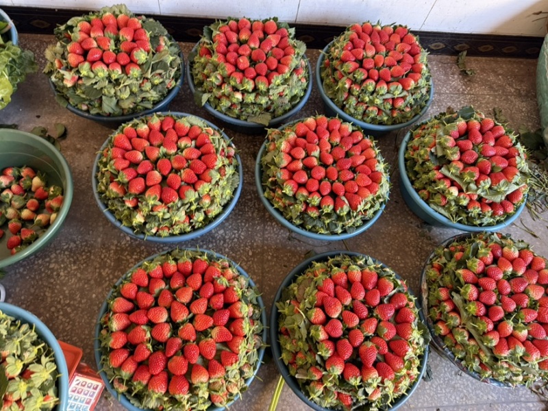 大凉山新鲜草莓（黔梅）露天东季草莓现摘现发，新鲜甜草莓