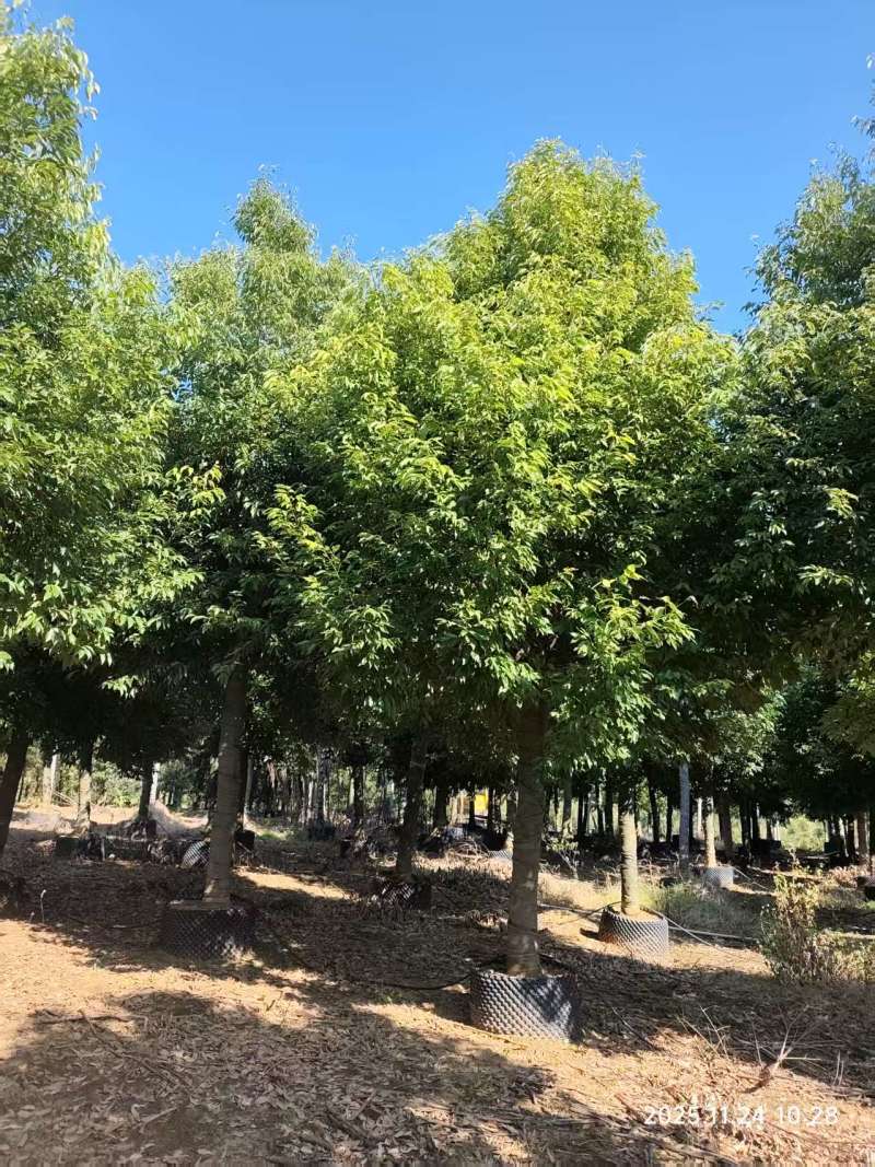 阴香绿化苗木自家基地自产自销量大价格实惠