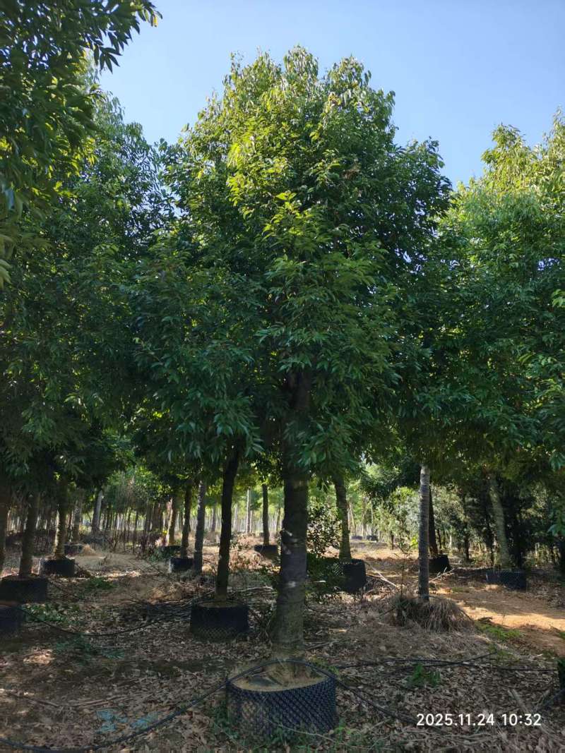 阴香绿化苗木自家基地自产自销量大价格实惠