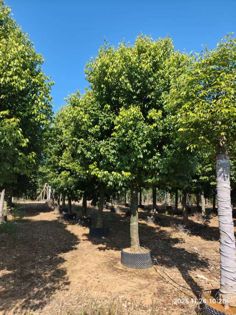 阴香绿化苗木自家基地自产自销量大价格实惠