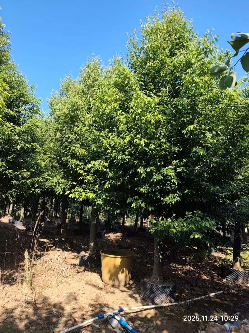 阴香绿化苗木自家基地自产自销量大价格实惠