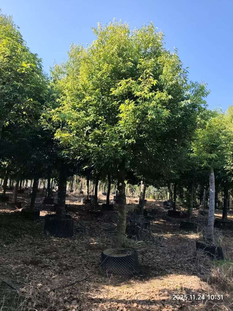 阴香绿化苗木自家基地自产自销量大价格实惠