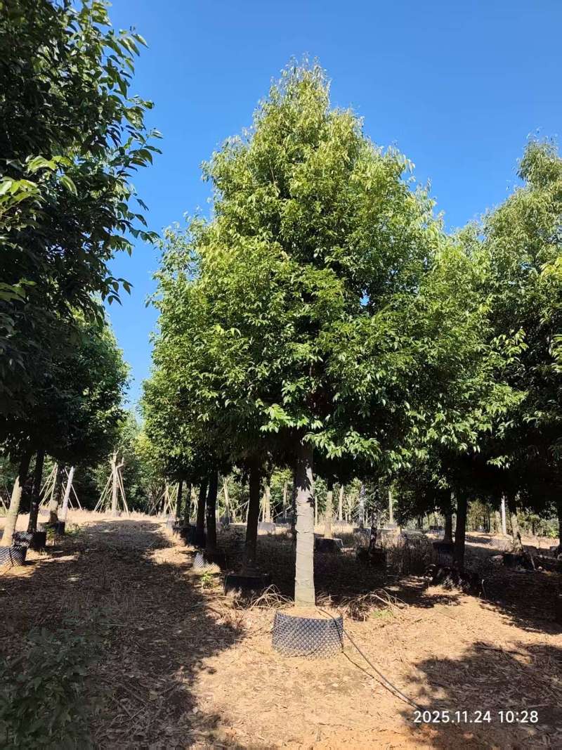 阴香绿化苗木自家基地自产自销量大价格实惠