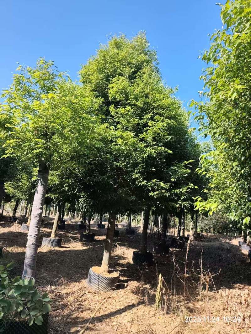 阴香绿化苗木自家基地自产自销量大价格实惠