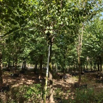宫粉紫荆绿化苗木自家基地价格实惠价格实惠