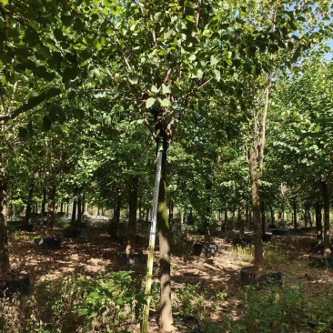 宫粉紫荆绿化苗木自家基地价格实惠价格实惠