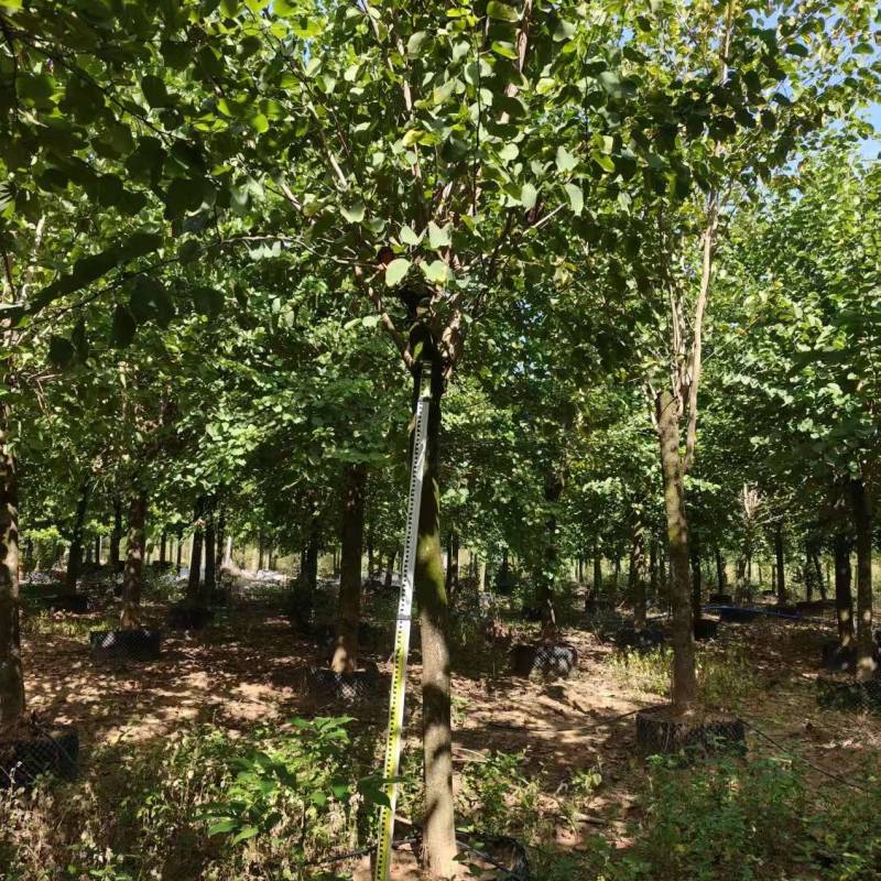 宫粉紫荆绿化苗木自家基地价格实惠价格实惠