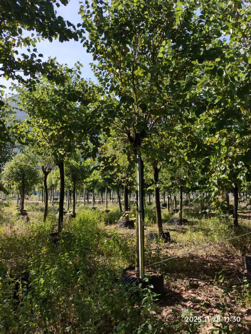 宫粉紫荆绿化苗木自家基地价格实惠价格实惠