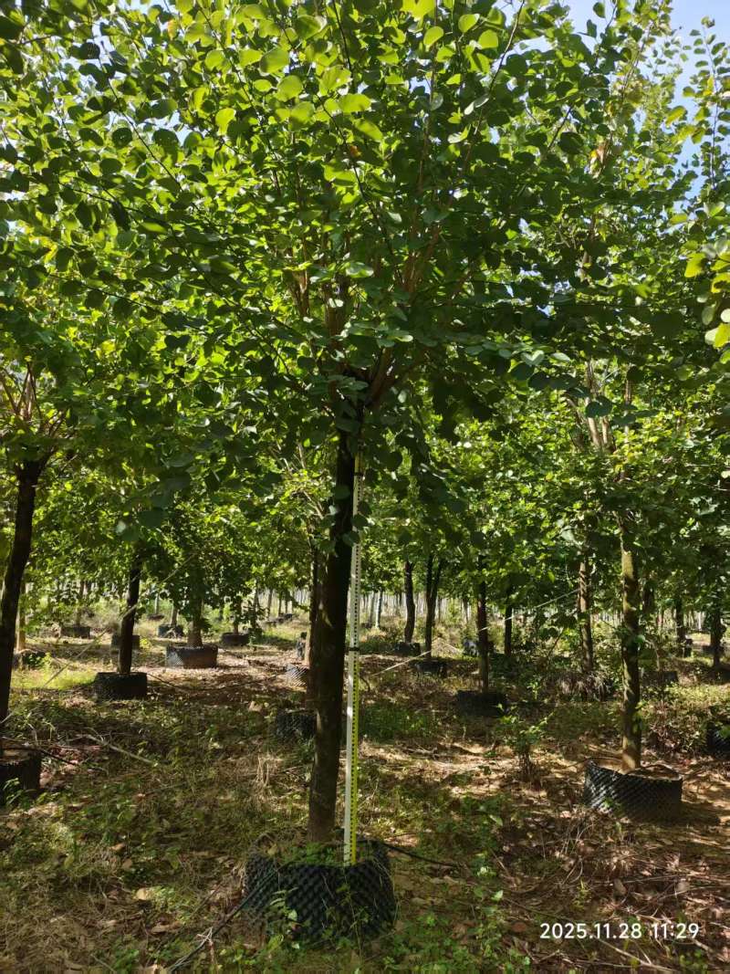 宫粉紫荆绿化苗木自家基地价格实惠价格实惠