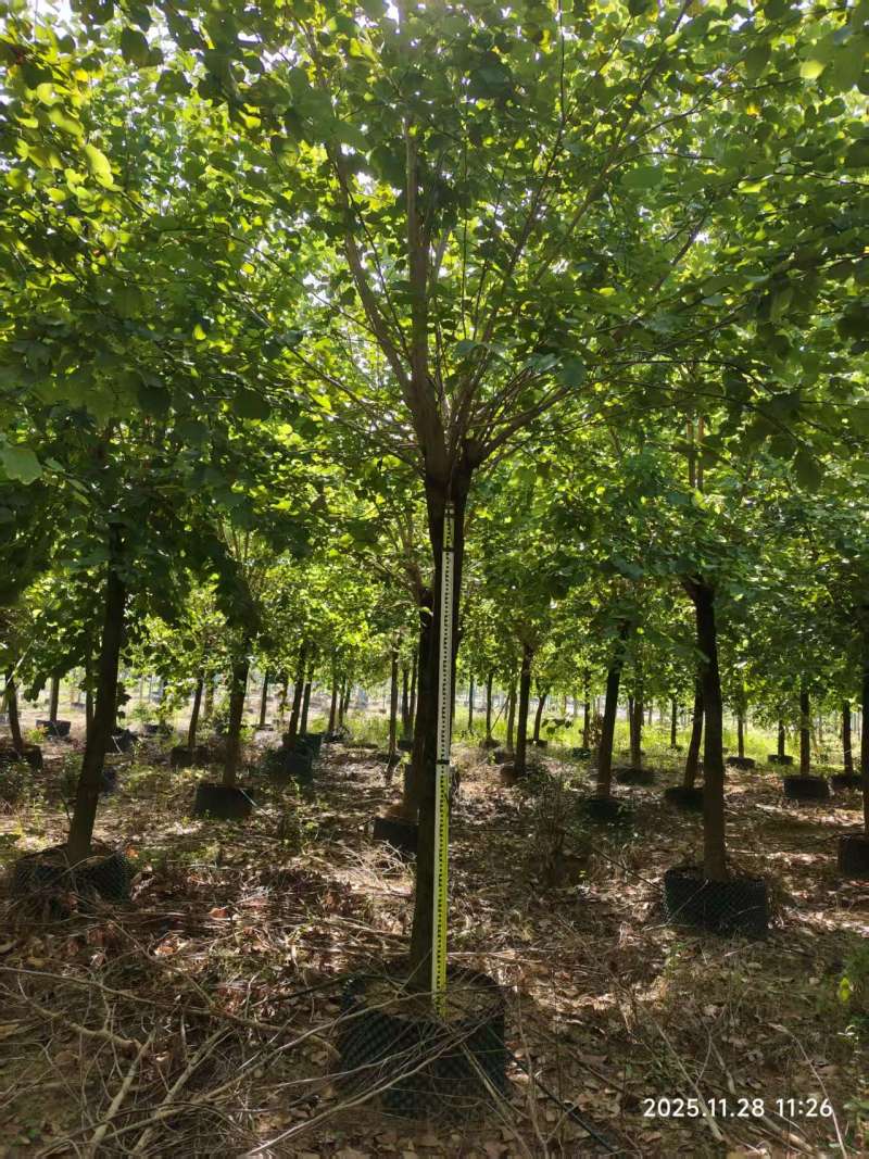 宫粉紫荆绿化苗木自家基地价格实惠价格实惠