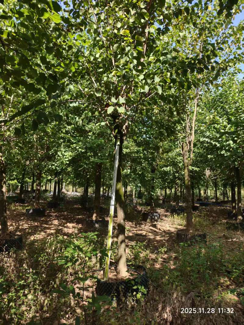 宫粉紫荆绿化苗木自家基地价格实惠价格实惠