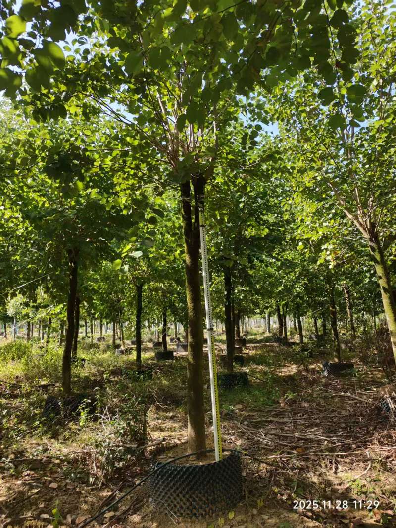 宫粉紫荆绿化苗木自家基地价格实惠价格实惠
