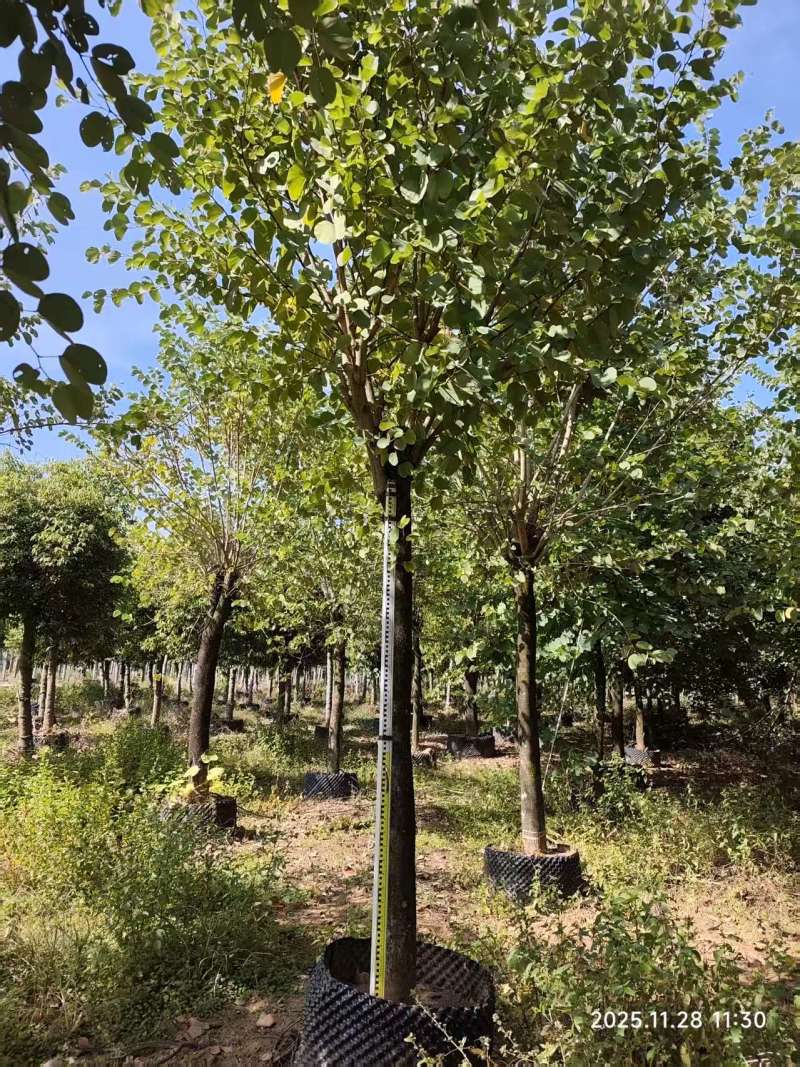 宫粉紫荆绿化苗木自家基地价格实惠价格实惠
