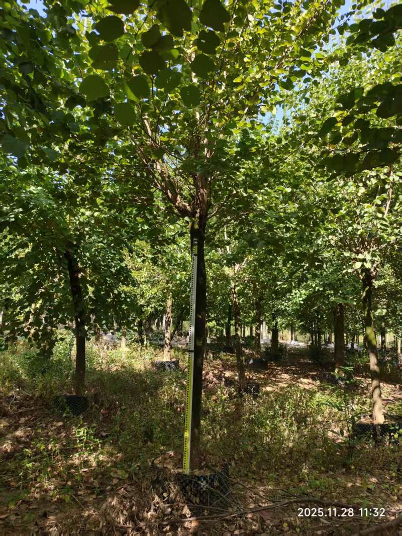宫粉紫荆绿化苗木自家基地价格实惠价格实惠