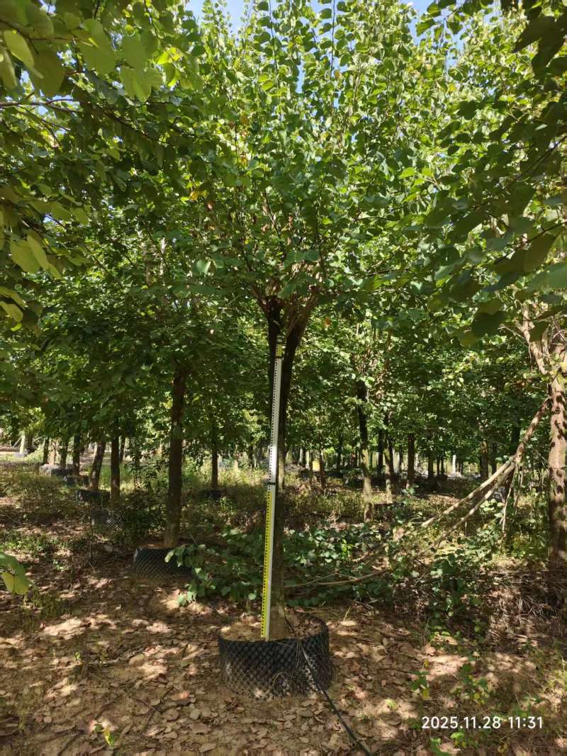 宫粉紫荆绿化苗木自家基地价格实惠价格实惠