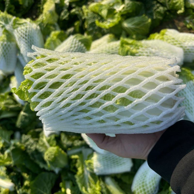江苏东台大娃娃菜