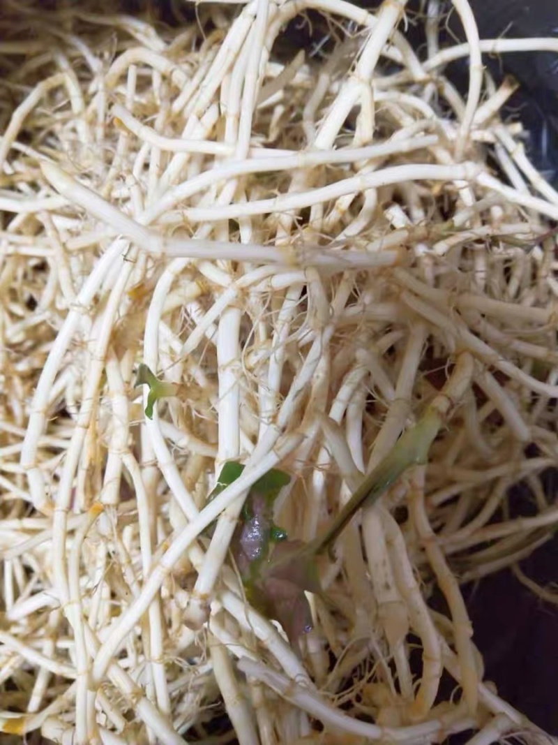 带叶子精品折耳根