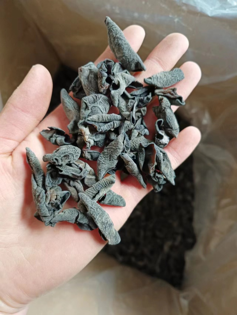 1.0小碗儿小鼠耳