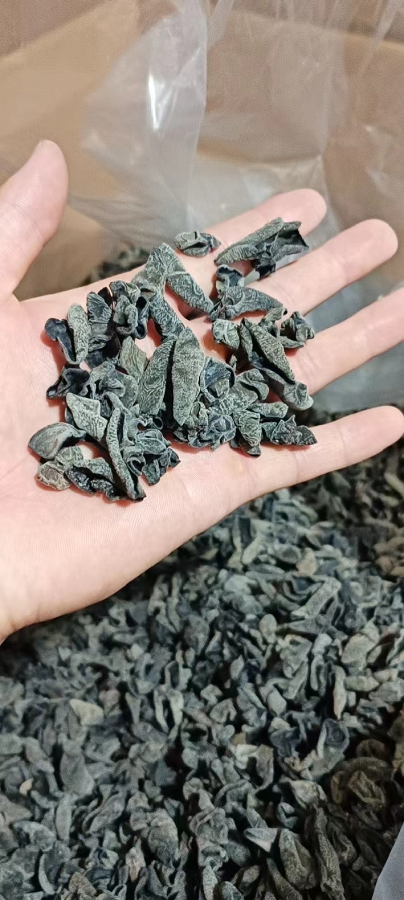 1.0小碗儿小鼠耳