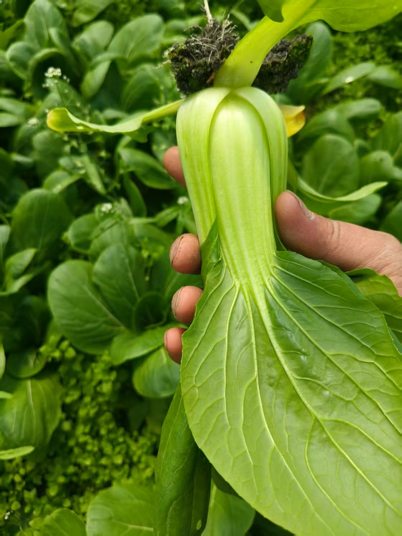 小白菜瓢儿白