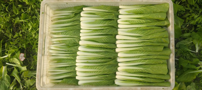 小白菜瓢儿白