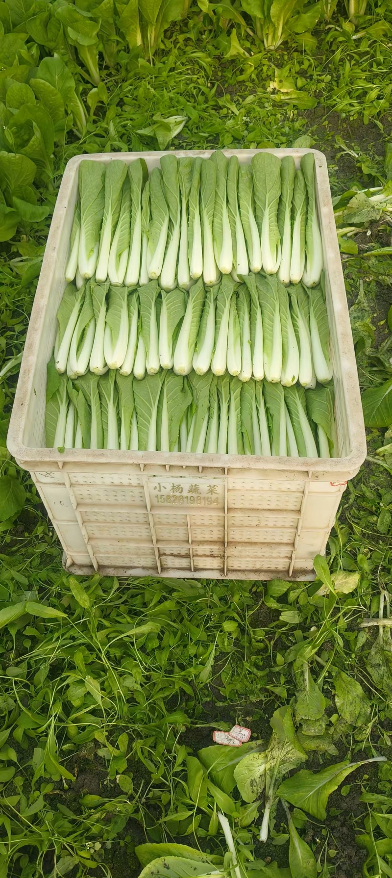 小白菜瓢儿白