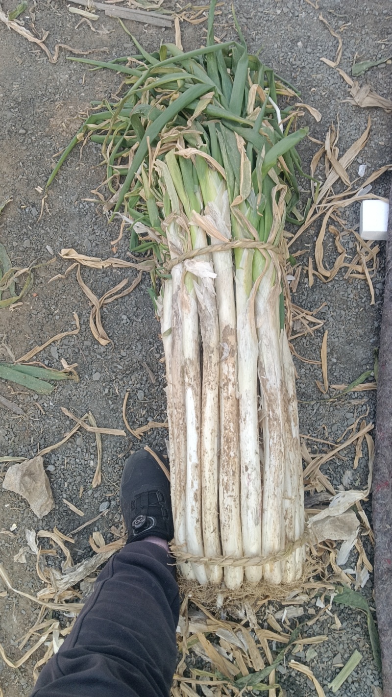 昌邑长白大葱，产地直供，葱白长而结实，口感脆甜卖相好，货