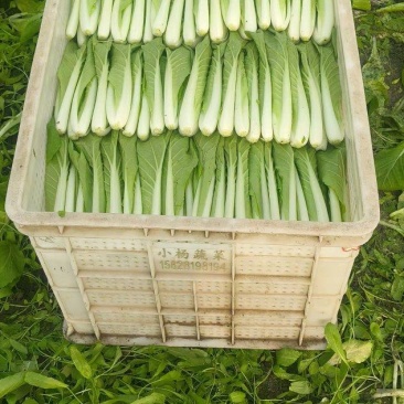 小白菜瓢儿白