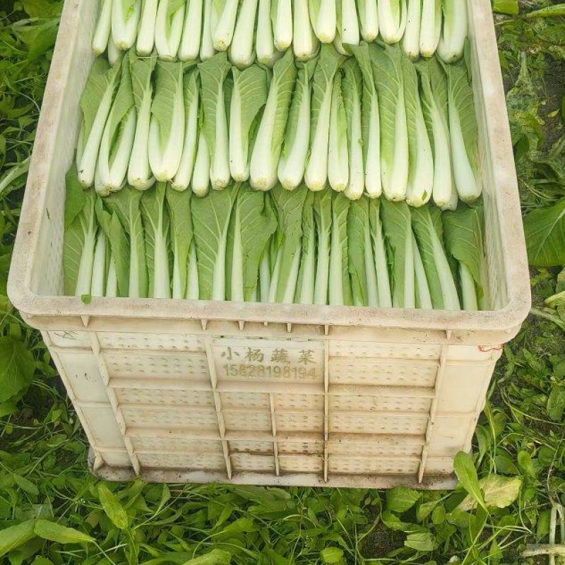 小白菜瓢儿白