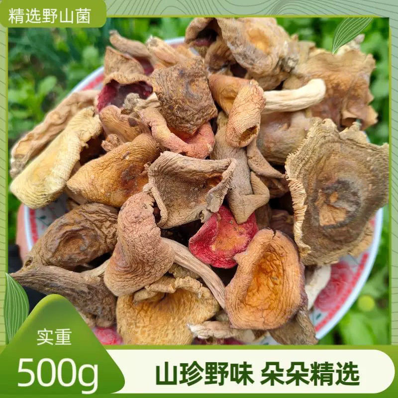 秋上新杂菌青头松菌等菌味香浓农家采摘特价批发