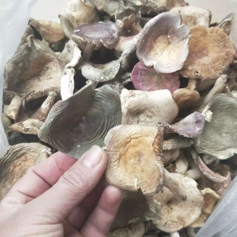 秋上新杂菌青头松菌等菌味香浓农家采摘特价批发