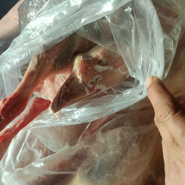 东北白条鹅全鹅