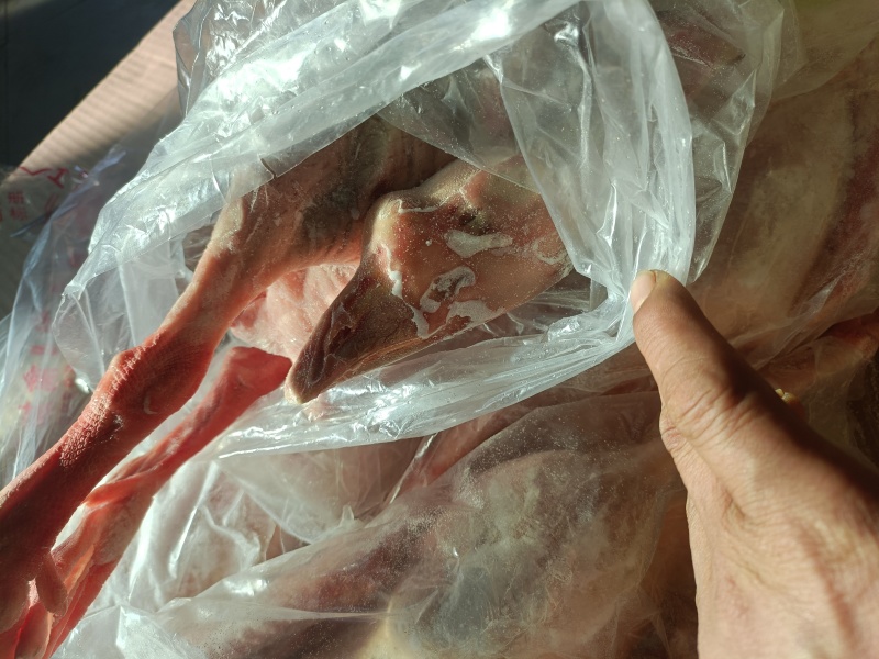 东北白条鹅全鹅