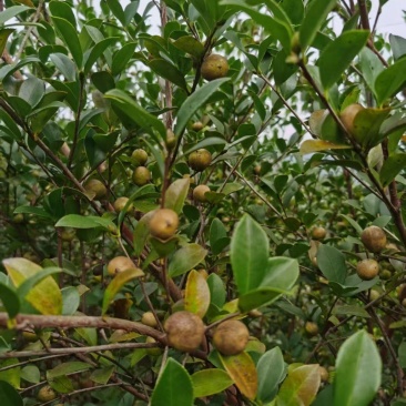 山茶油